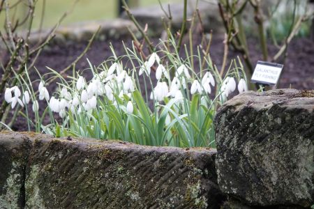 Tudor Croft Snowdrops