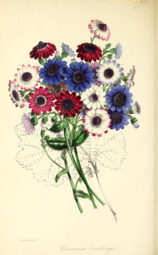 Cineraria