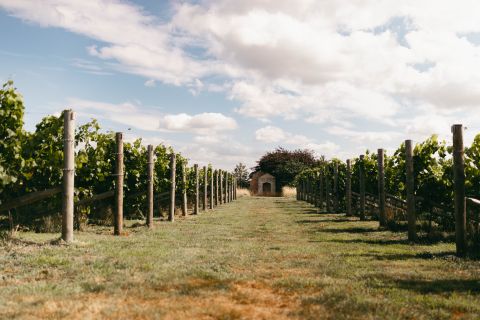 Goose Beck Vineyard