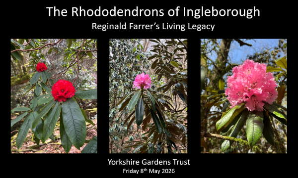 Rhododendrons at Clapham