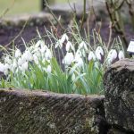 Tudor Croft Snowdrops